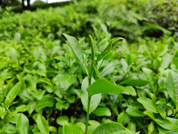 湘安10號 湘安10號