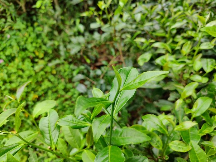 慢奇蘭.png 慢奇蘭.png