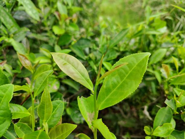 福雜湘3號(hào) 福雜湘3號(hào)