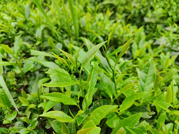 黃金芽11號 黃金芽11號