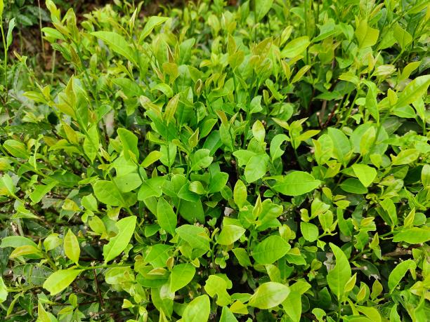 湘豐11號(08-36) 湘豐11號(08-36)