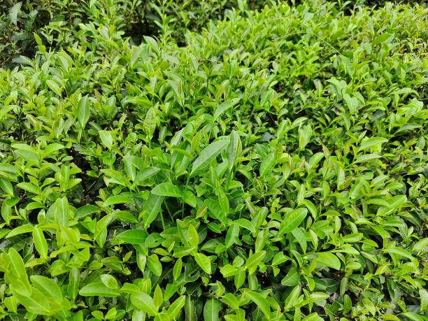 水仙72-04 水仙72-04