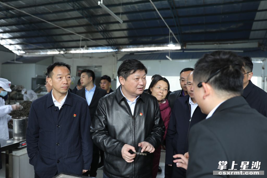 付旭明在湘豐桑植白茶洪家關工廠調研產業發展情況。.jpg