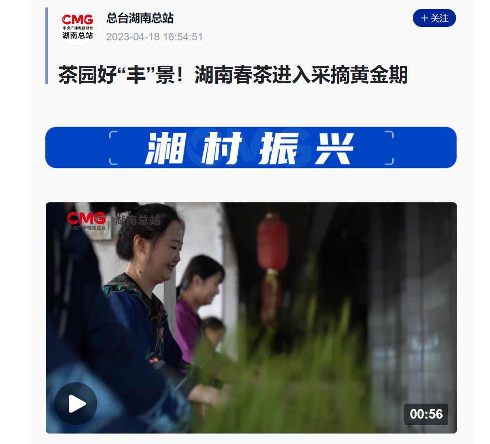 茶園好“豐”景!湖南春茶進入采摘黃金期 茶園好“豐”景!湖南春茶進入采摘黃金期